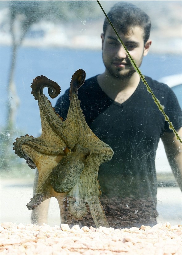 Evinin çevresine akvaryum yaptı - Resim: 2