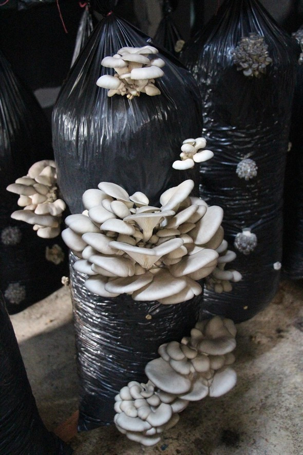 Eski ahırda 10 ton üretim! - Resim: 4