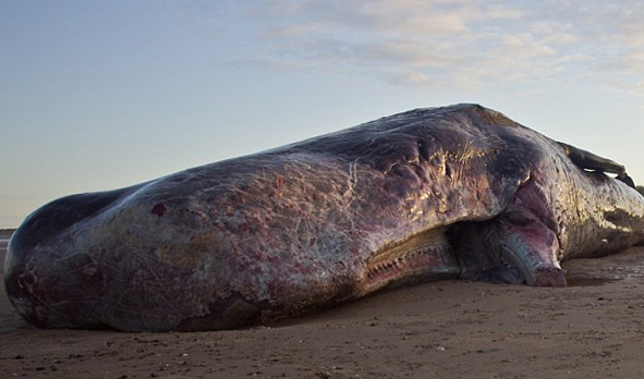 Bu yaratık denizden çıktı - Resim: 2