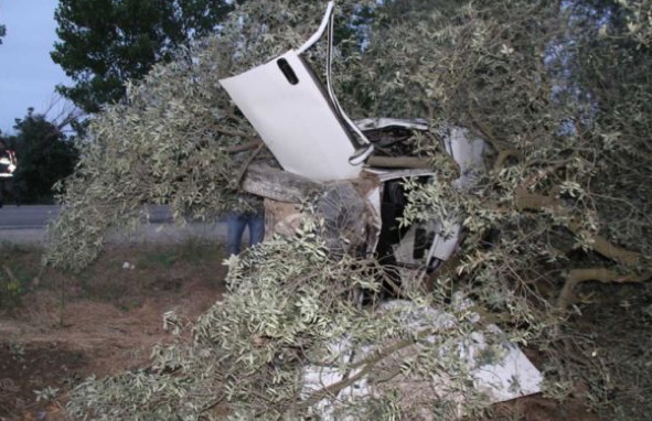 Ağaçta otomobil mi yetişir demeyin... - Resim: 2
