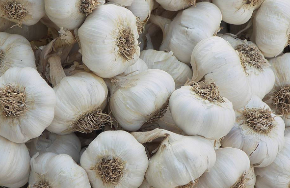 Sarımsağı kesip kulağınıza koyun ne olduğuna inanamayacaksınız - Resim: 1