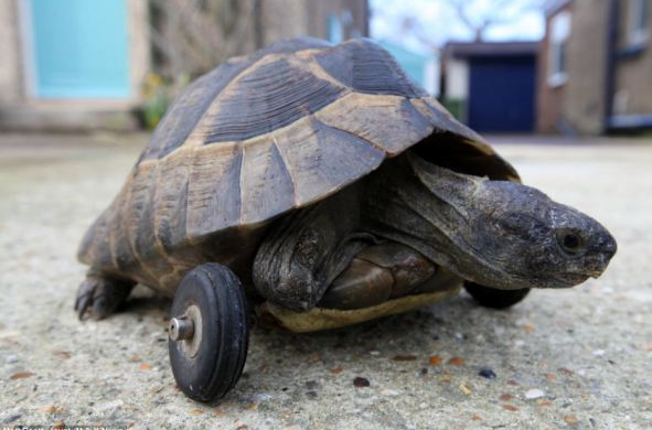 Ayakları kopan kaplumbağaya tekerlek bağladılar - Resim: 1