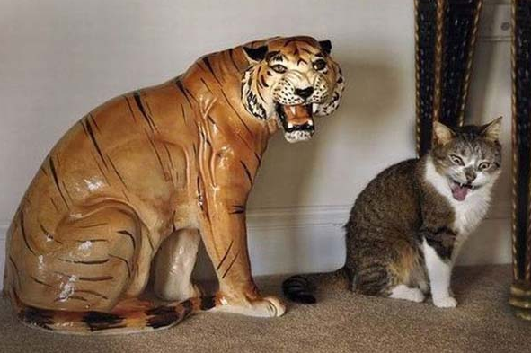 Bu hayvanlar çok komik! - Resim: 2