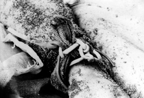 Dehşetin fotoğraflarını teslim ettiler! - Resim: 1