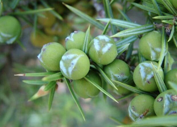 Çağın mucizesi deniliyor! Bu besinin faydaları saymakla bitmiyor - Resim: 1