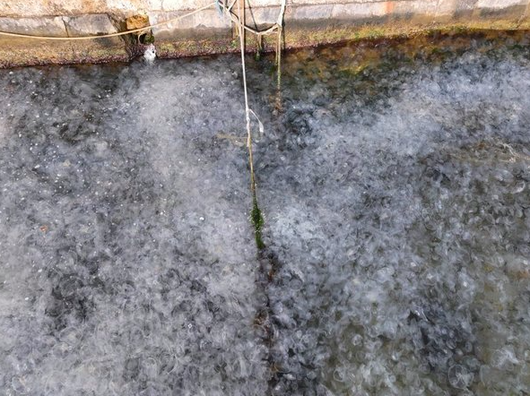 İstanbul Boğazı'nı istila ettiler! Son halini görenler dehşete düştü - Resim: 1