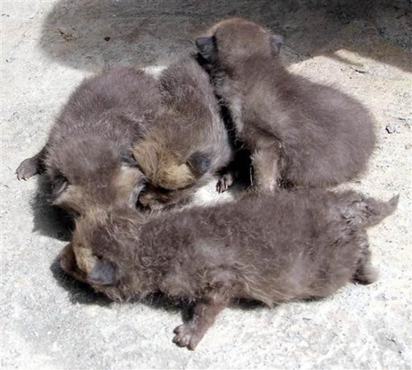 Eve giren tilki dördüz doğurdu - Resim: 3