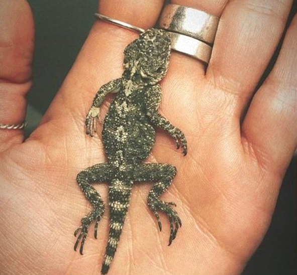 Birce Akalay pişman olup özür diledi! Kapısının önünde ölü halde buldu - Resim: 2