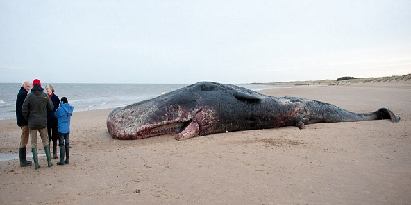 Bu yaratık denizden çıktı - Resim: 4