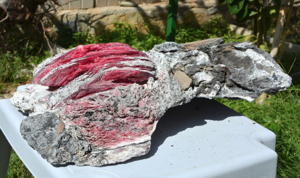 Muğla'da bir kişi denizde yüzerken fosil buldu - Resim: 1