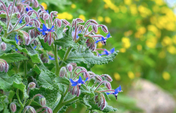 Anavatanı Suriye olan Hodan otu nedir faydaları saymakla bitmiyor - Resim: 0