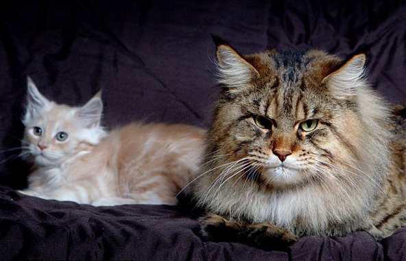 Bu hayvanlar görenleri çok şaşırtıyor - Resim: 3