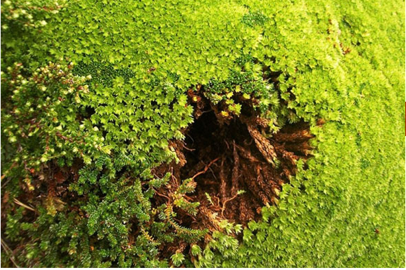 Çöl'ün ortasında maydanoz! - Resim: 3