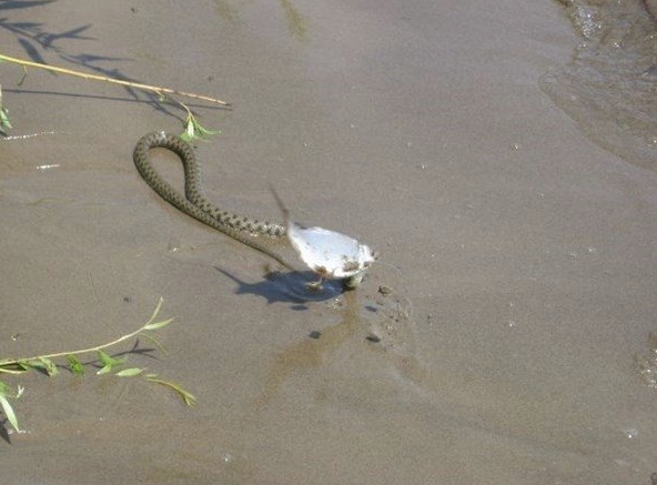Sinsice yaklaşıp bir anda kaptı! İşte yılanın balık avı - Resim: 2