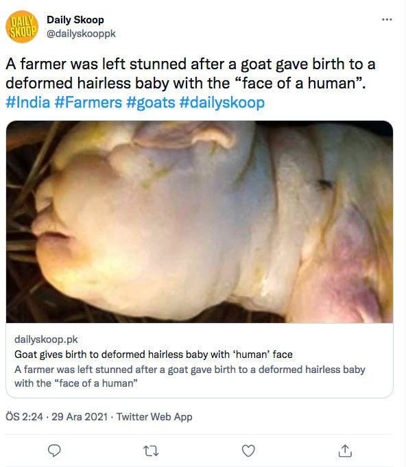 'İnsan yüzlü' keçi dünyaya geldi: Keçiyi gören köylüler 'Tanrıdan bir uyarı' dedi - Resim: 2