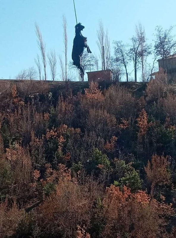 Sinop'ta boynuzu tellere takılan keçi metrelerce yüksekte asılı kaldı - Resim: 3