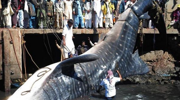 12 metrelik balık hayrete düşürdü - Resim: 1