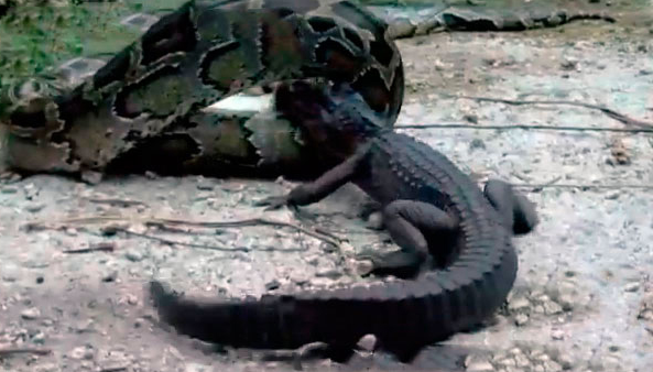 Yılan timsahı tek lokmada yuttu - Resim: 1