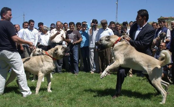 Sivas'a Kangal köpeği şoku! Toplantıda ortaya çıktı - Resim: 2
