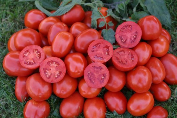 Vücudun su ihtiyacı nasıl karşılanır? Su ihtiyacını gideren 10 besin! - Resim: 4