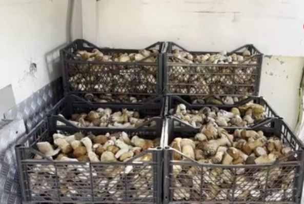 Günlük 600 lira kazanıyorlar! Tüccarlar bu mantar için sıraya girdi kapış kapış gidiyor - Resim: 0