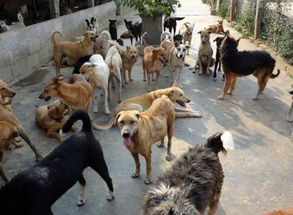 Sadece geceleri ortaya çıkıyor halk gözlerine inanamadı  - Resim: 1