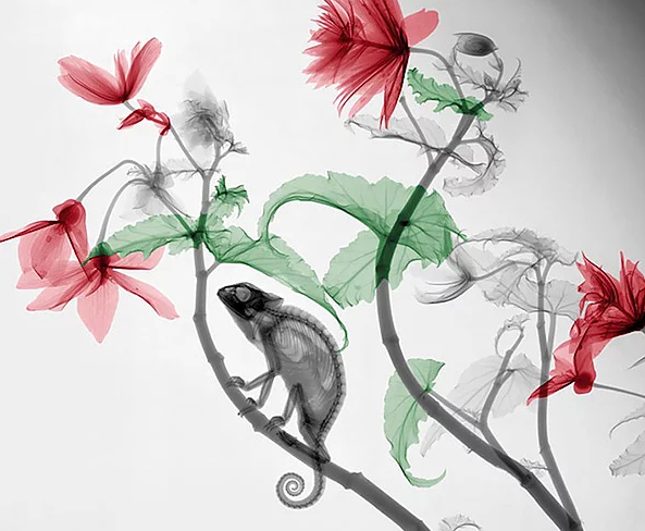 Doğamıza bir de X-Ray fotoğraflarıyla bakın - Resim: 1