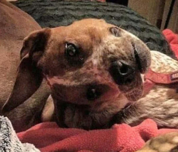 Bunu görenler hayrete düşüyor! - Resim: 3