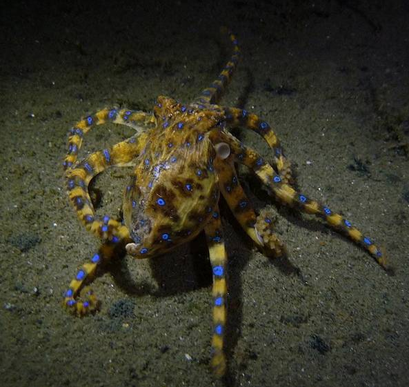 Acı vermeden öldürüyor - Resim: 2