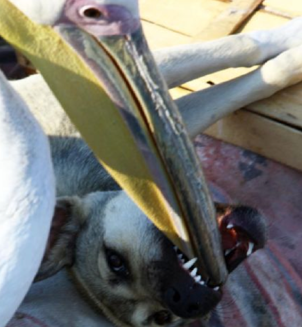 Bu dostluk görenleri şaşkına çeviriyor - Resim: 1