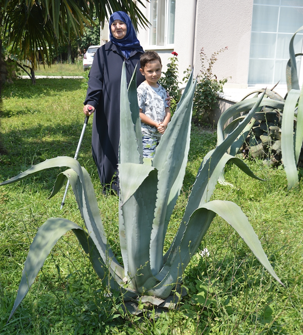 Adını daha önce duymadınız! 30 yıl sonra Silivri'de çiçek açan çiçek şaşırttı - Resim: 4