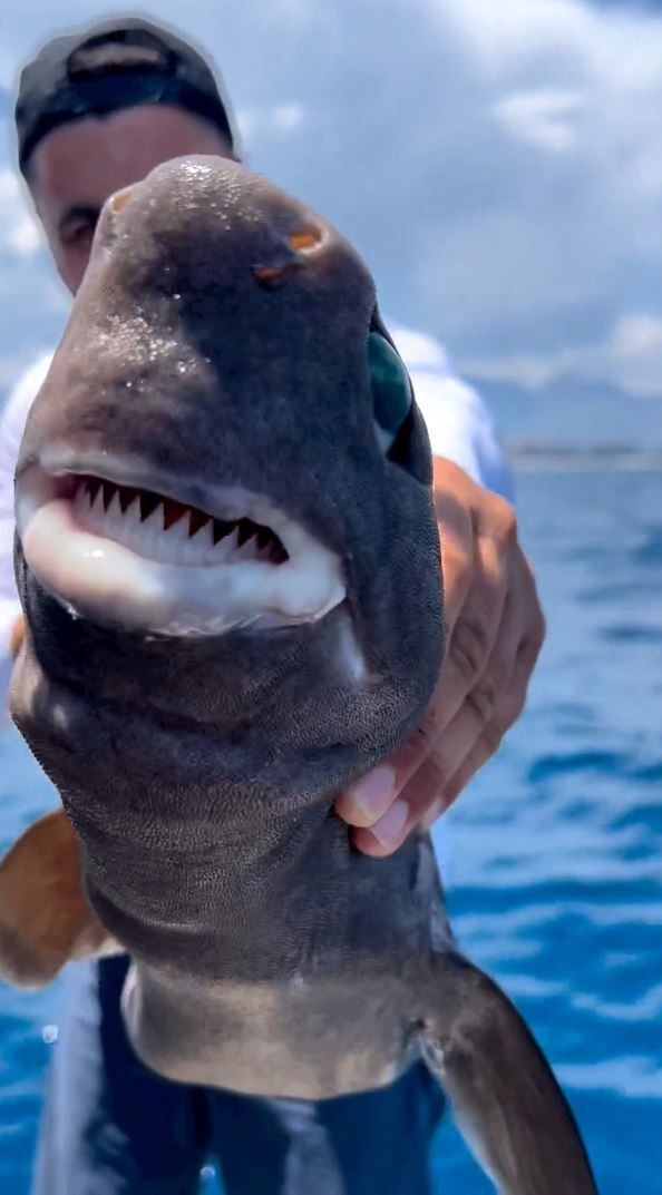 Antalya'da yakalandı! Kırmızı Liste'deki 'ışık saçan' balık şaşkına çevirdi - Resim: 3