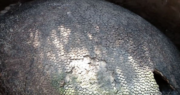 Yürüyüş sırasında rastladılar devasa yumurta şoke etti bakın ne çıktı? - Resim: 4