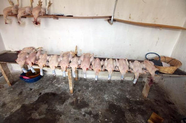 Kaçak tavuk kesimi yapanlara operasyon - Resim: 4