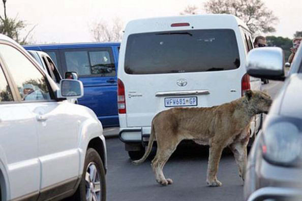 Bufaloyu yol ortasında parçaladı - Resim: 3