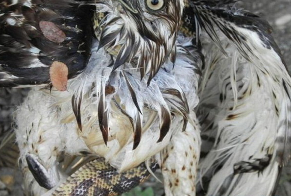 Yılan şahini böyle boğazladı - Resim: 3