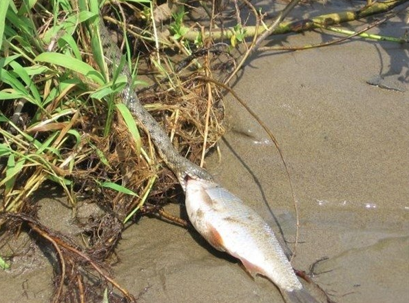 Sinsice yaklaşıp bir anda kaptı! İşte yılanın balık avı - Resim: 4