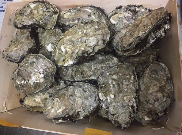 Dünya böylesini ne gördü ne duydu cinsel organını istiridye soktu - Resim: 4