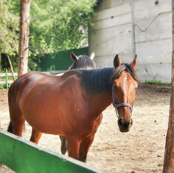 Ata tecavüz eden sapıktan skandal savunma 'Bana göz kırptı onay verdi' - Resim: 2