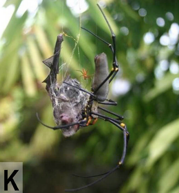 Yarasa yiyen örümcekler - Resim: 4