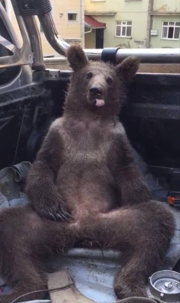 Düzce'de balı fazla kaçıran ayı komalık oldu! Sevimli yaramaz veterinere böyle götürüldü - Resim: 2