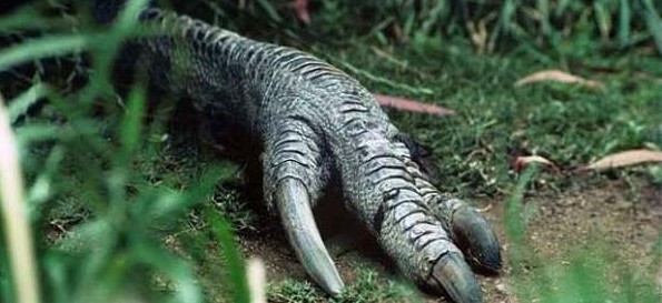 Rekorlar kitabına girdi! Bu kuş bir tabur askeri öldürdü - Resim: 1