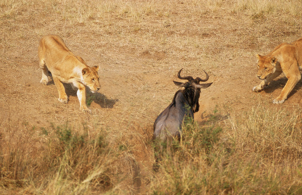 Av ile avcı yer değiştirince... - Resim: 2