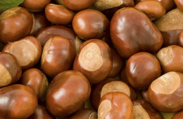 At kestanesi nedir şah damarına sürmenin inanılmaz faydası - Resim: 1