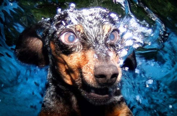 Köpeklerin su altı halleri - Resim: 4