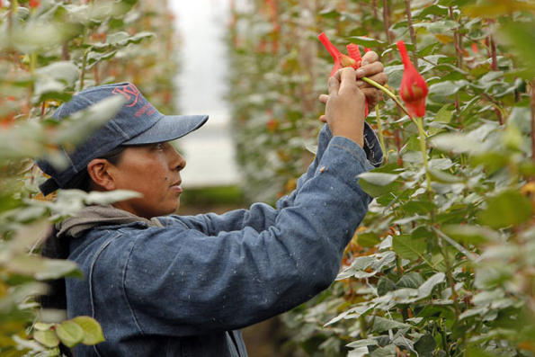 Güllerin sevgiliye olan yolculuğu - Resim: 2