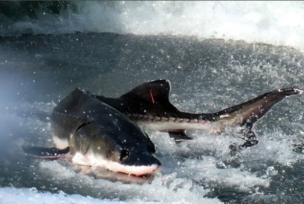 Çin'den alkışlanacak hareket inşaat balıkların ölümüne neden olunca sonlandırıldı - Resim: 1