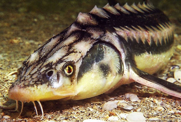 Çin'den alkışlanacak hareket inşaat balıkların ölümüne neden olunca sonlandırıldı - Resim: 4