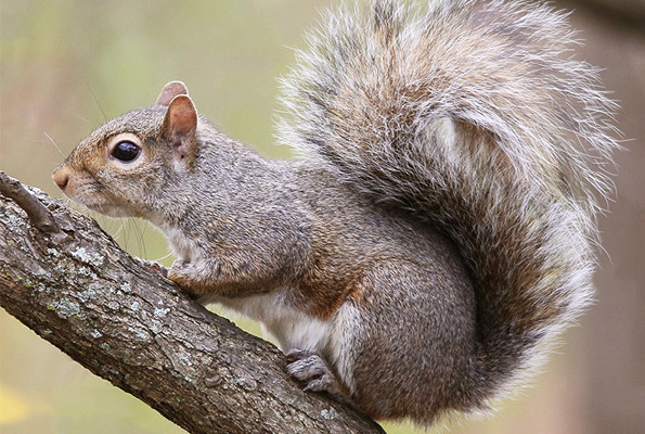 Stok mevsimi sincapların zekalarını arttırıyor - Resim: 1