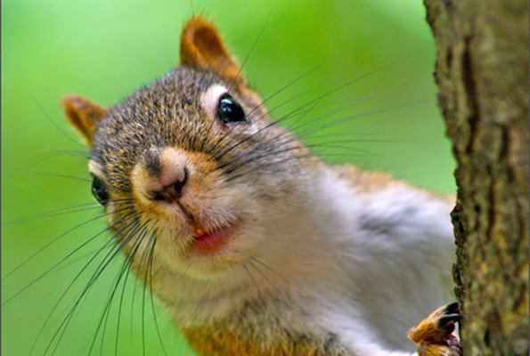 Stok mevsimi sincapların zekalarını arttırıyor - Resim: 2